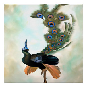 Proud As A Peacock Colorful Courtship Display Poster