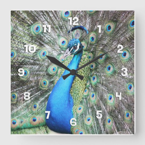 Proud as a Peacock Square Wall Clock