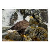 Proud Bald Eagle (Front Horizontal)