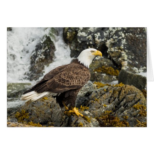 Proud Bald Eagle Cards (Front Horizontal)
