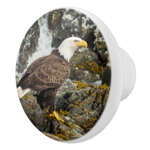 Proud Bald Eagle Ceramic Knob