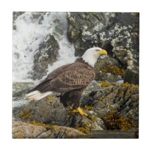 Proud Bald Eagle Ceramic Tile