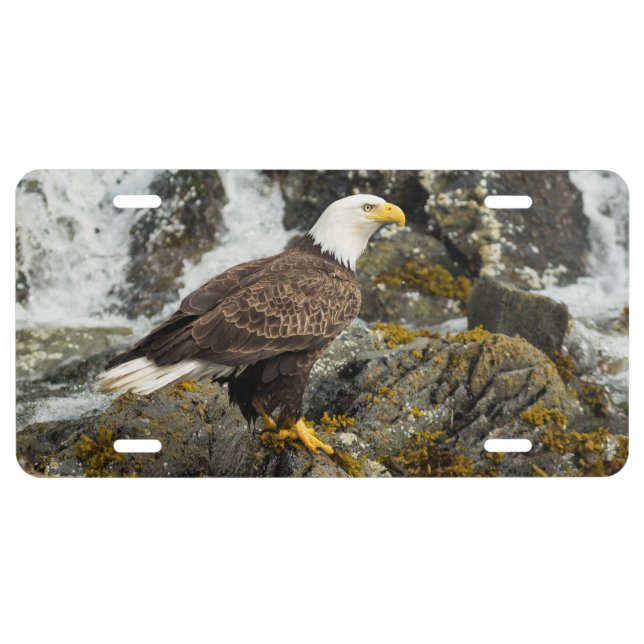 Proud Bald Eagle License Plate (Front)