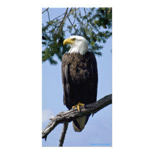 Proud Bald Eagle - Photo Card