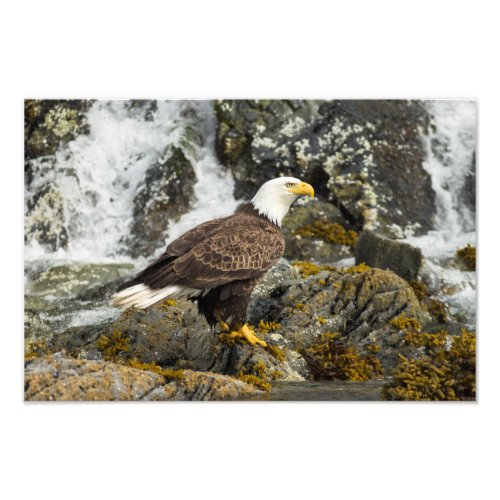 Proud Bald Eagle Photo Print