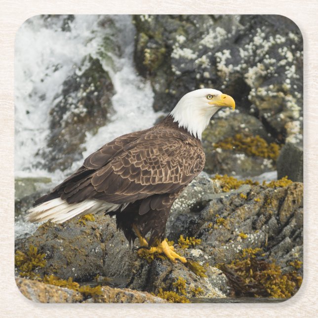 Proud Bald Eagle Square Paper Coaster (Front)