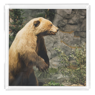 Proud Bear Acrylic Tray