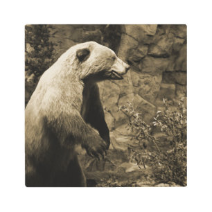 Proud Bear Metal Print