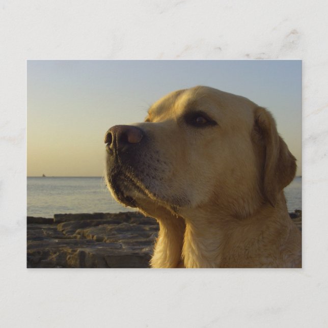 Proud Boy Postcard (Front)