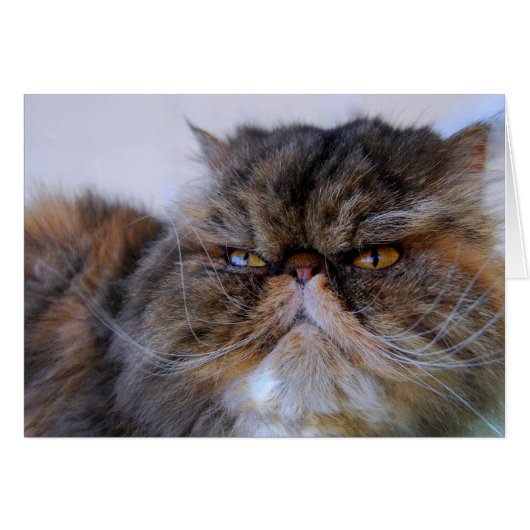 Proud Calico Persian Kitty Card (Front Horizontal)