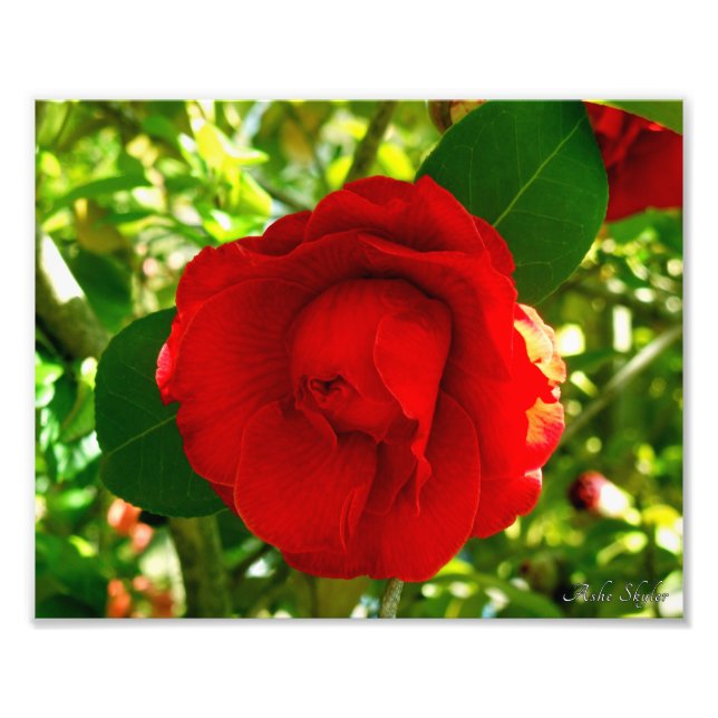 Proud Camelia Photo Print (Front)
