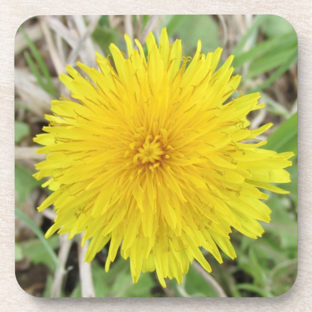 Proud Dandelion Flower. Beverage Coaster (Front)