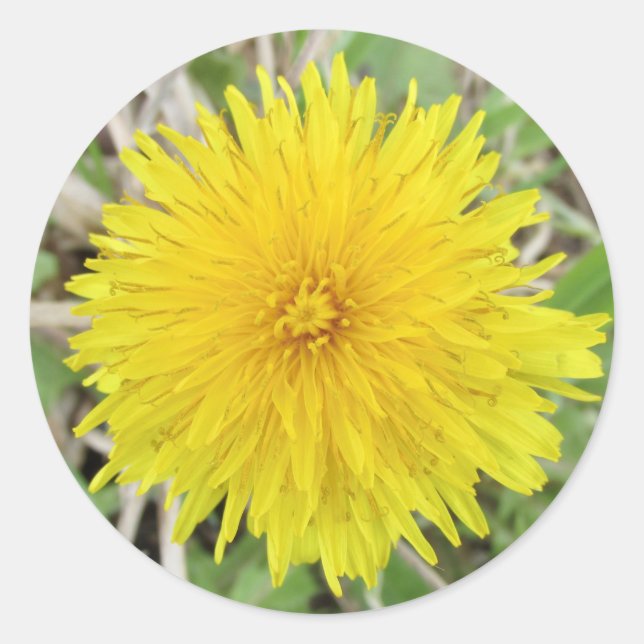 Proud Dandelion Flower  Classic Round Sticker (Front)