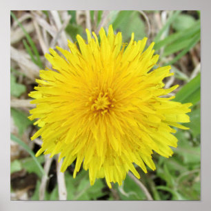 Proud Dandelion Flower. Poster
