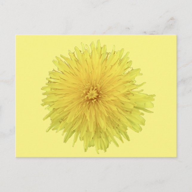 Proud Dandelion Flower - transparent. Postcard (Front)