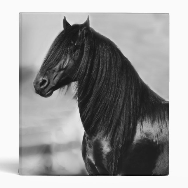Proud Friesian black stallion horse 3 Ring Binder (Front)