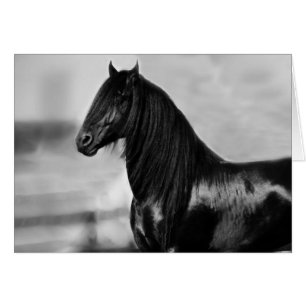 Proud Friesian black stallion horse Cards
