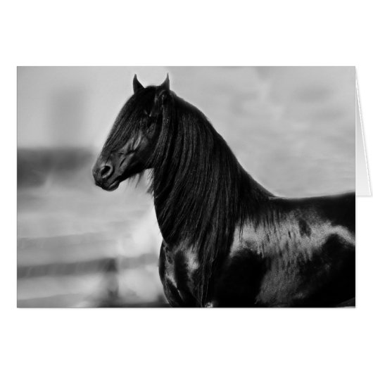 Proud Friesian black stallion horse Cards (Front Horizontal)