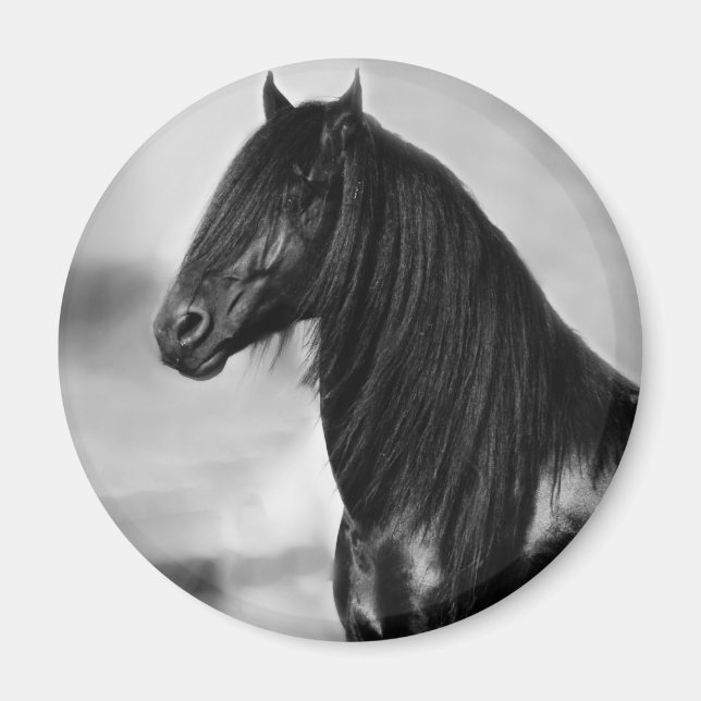 Proud Friesian black stallion horse Magnet (Front)