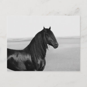 Proud Friesian black stallion horse Postcard