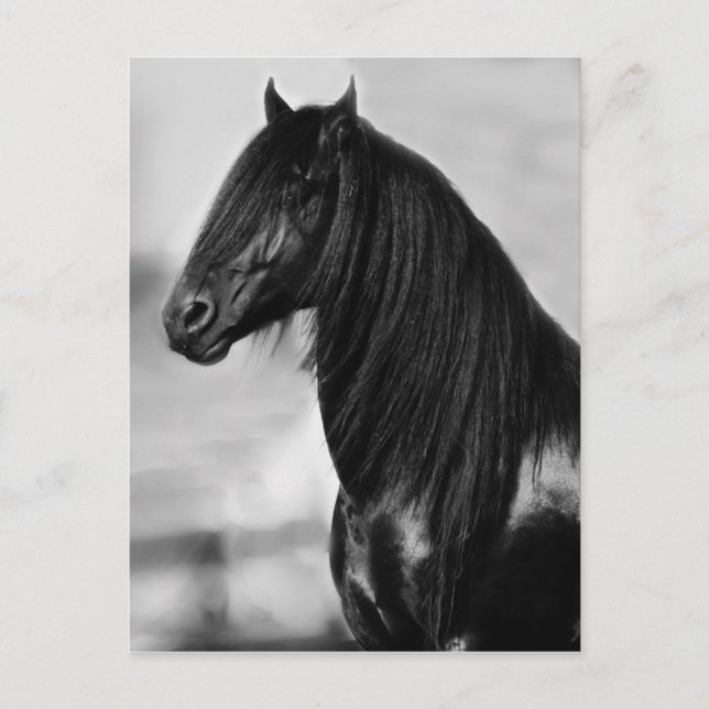 Proud Friesian black stallion horse Postcard (Front)
