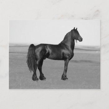 Proud Friesian Black Stallion Horse Postcard by laureenr at Zazzle