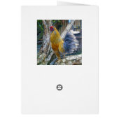 Proud Grey Tail Rooster, (Back)