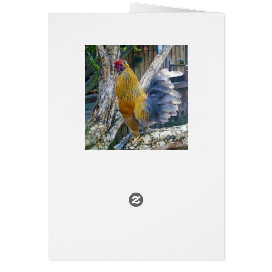 Proud Grey Tail Rooster, (Back)