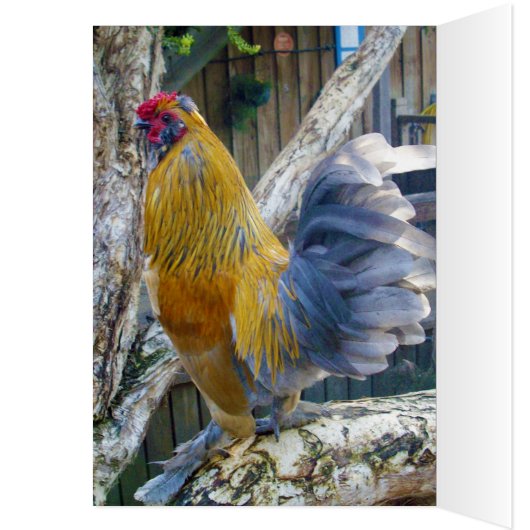 Proud Grey Tail Rooster, (Inside (Left))
