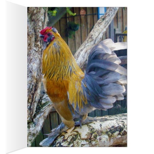 Proud Grey Tail Rooster, (Inside (Right))