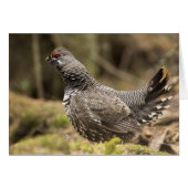 Proud Grouse (Front Horizontal)