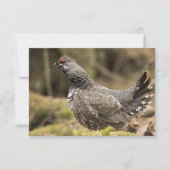 Proud Grouse (Front)