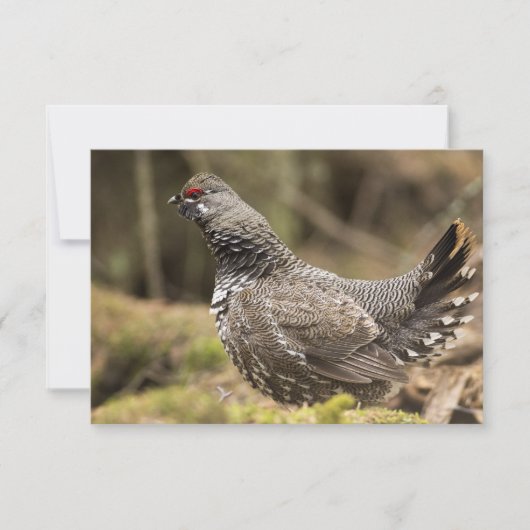 Proud Grouse (Front)