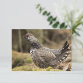 Proud Grouse (Standing Front)
