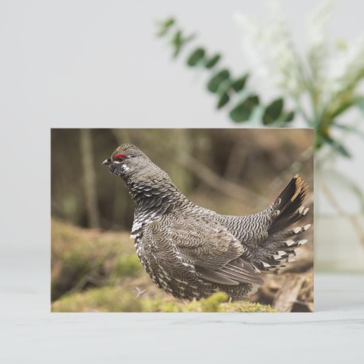 Proud Grouse (Standing Front)