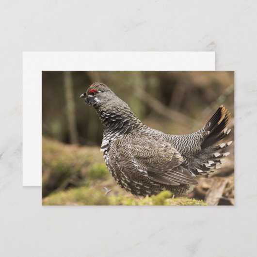 Proud Grouse (Front/Back)