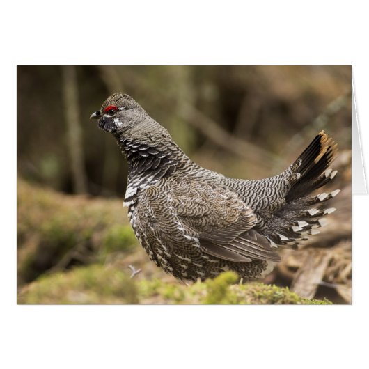 Proud Grouse Cards (Front Horizontal)