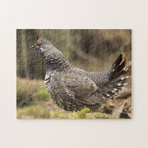 Proud Grouse Jigsaw Puzzle