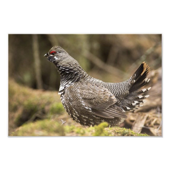 Proud Grouse Photo Print (Front)