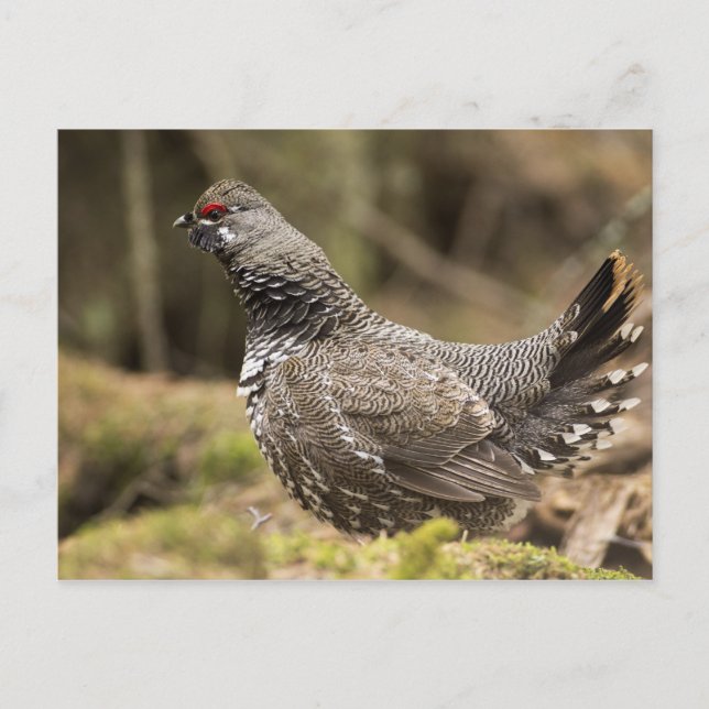 Proud Grouse Postcard (Front)