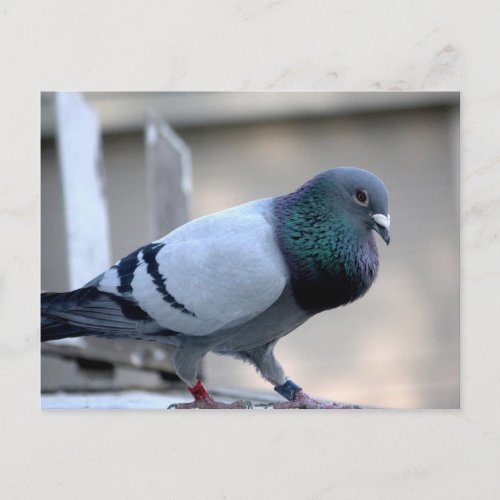 Proud Homing Pigeon Postcard