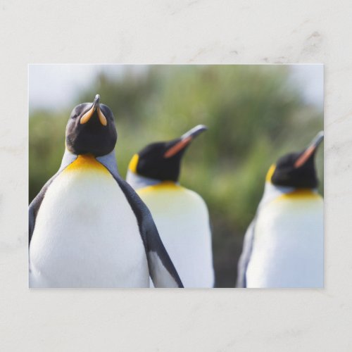 Proud King penguins photo Postcard