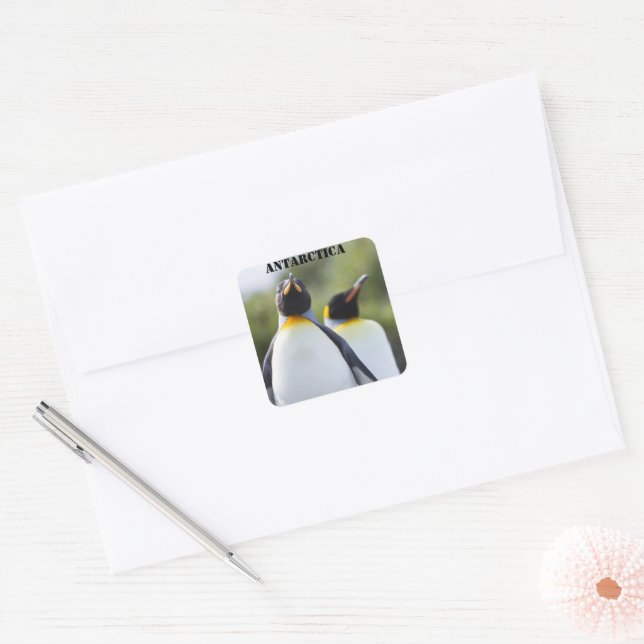 Proud King penguins photo Square Sticker (Envelope)