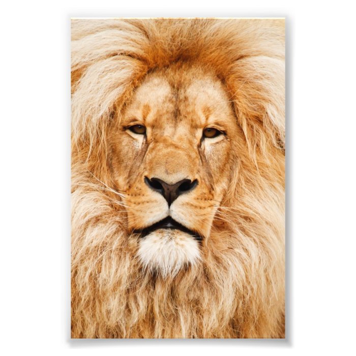 Proud Lion Portrait Photo Art