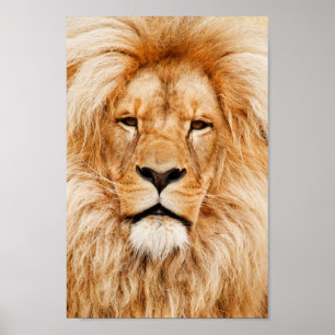 Proud Lion Portrait Poster