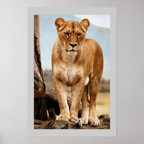 Proud Lioness Poster