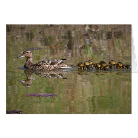 Proud Mama Mallard Cards (Front Horizontal)