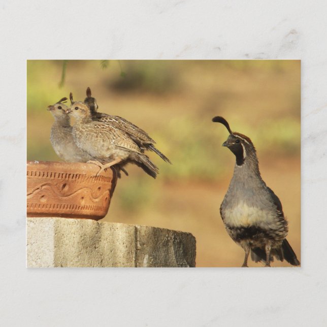 Proud Papa Quail Postcard (Front)