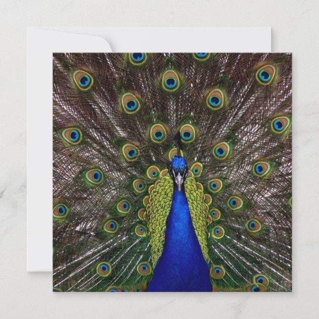 Proud Peacock GRADUATION Invitation (Front)