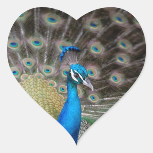 proud peacock heart sticker